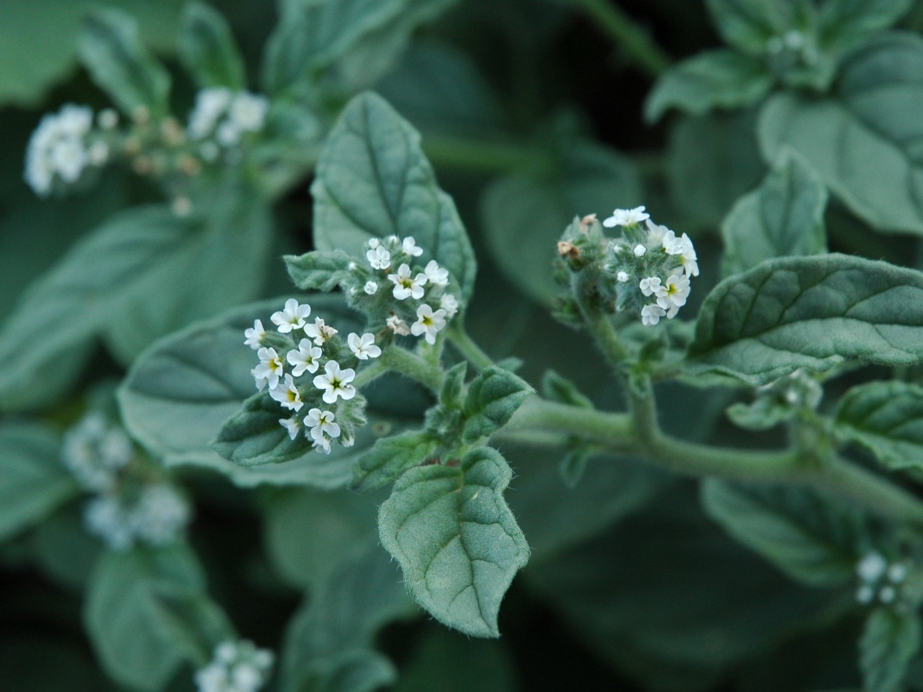 Heliotropium europaeum / Eliotropio selvatico